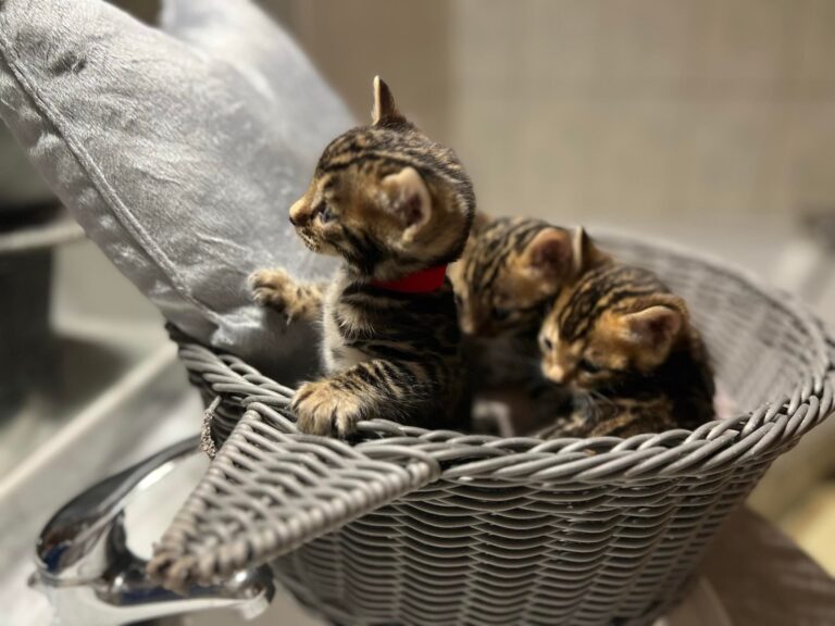 chaton disponible