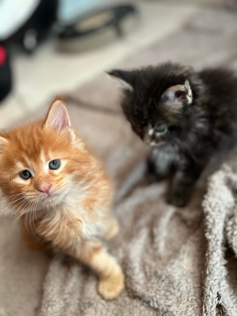 chaton