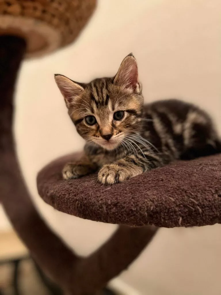 chaton