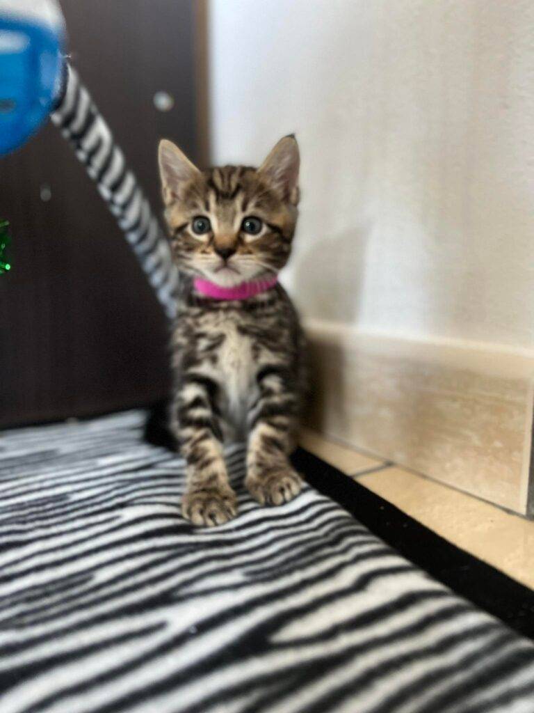 chaton