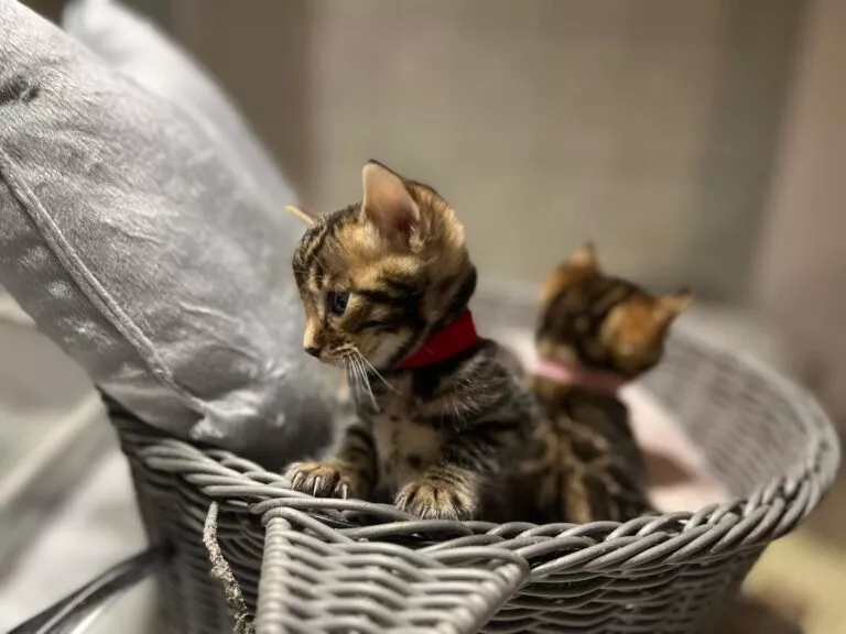 chaton disponible