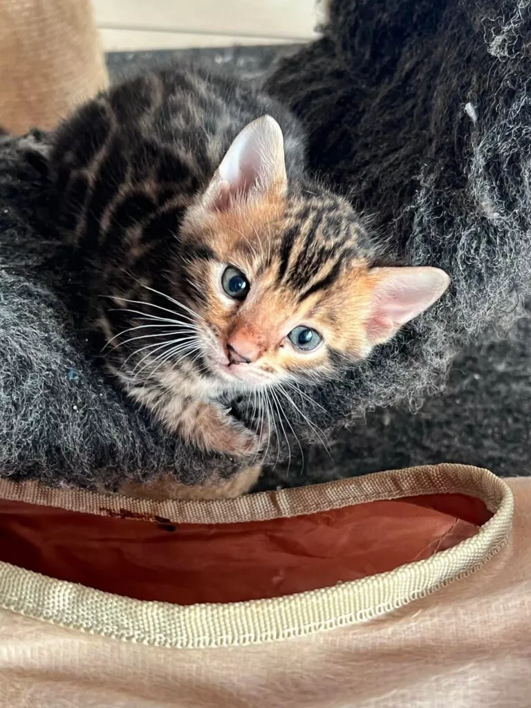 chaton disponible
