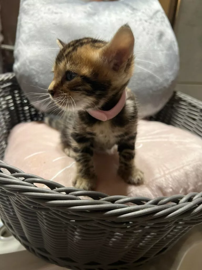 chaton disponible