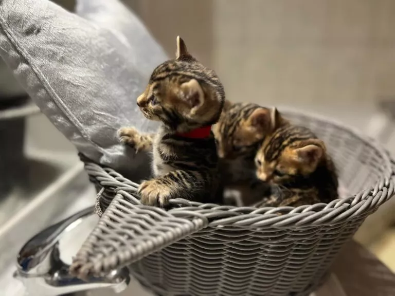 chaton disponible