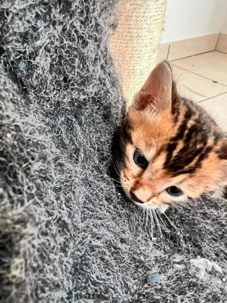 chaton disponible