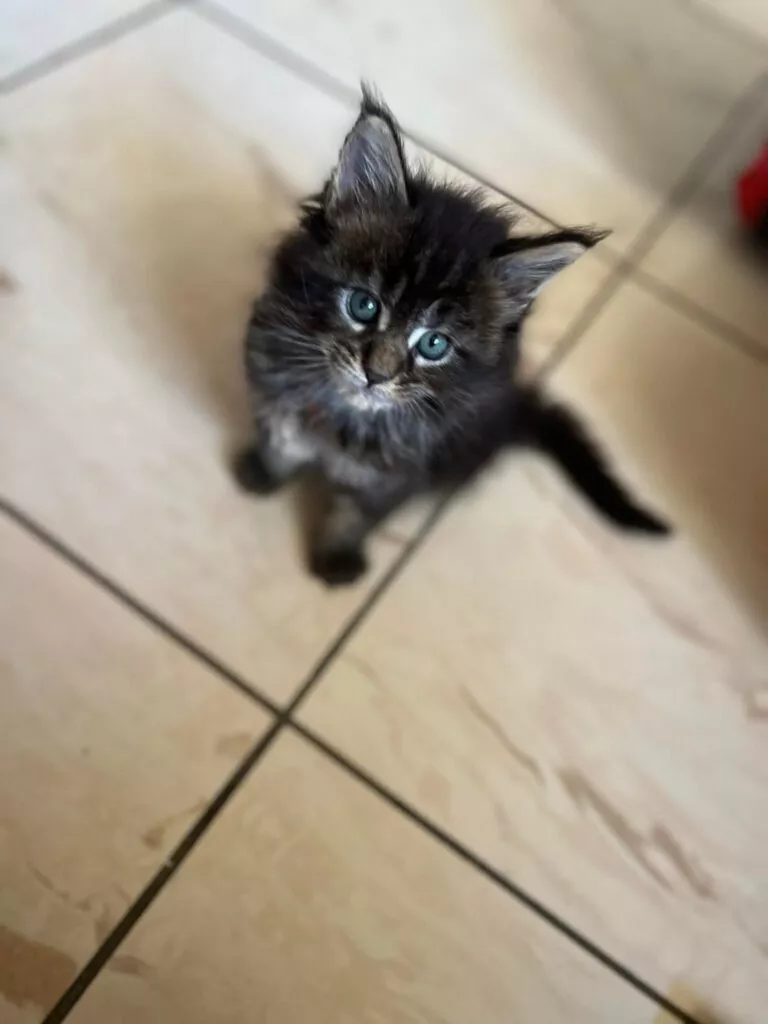 chaton