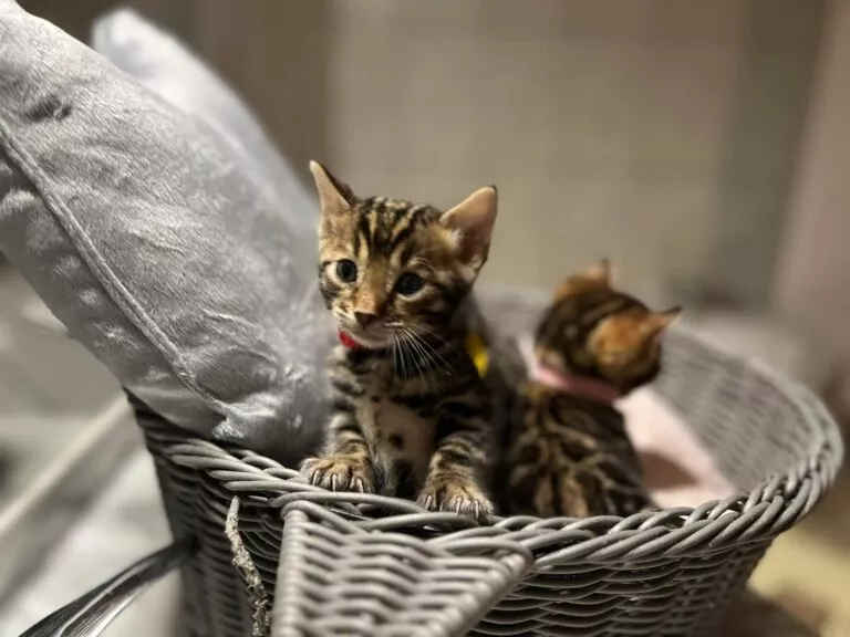 chaton disponible