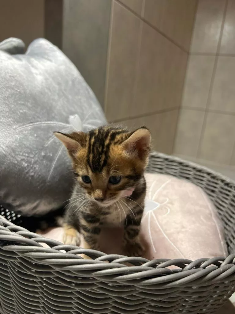 chaton disponible