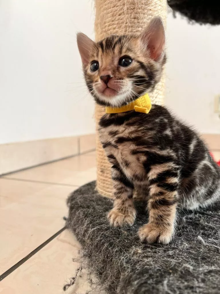 chaton disponible