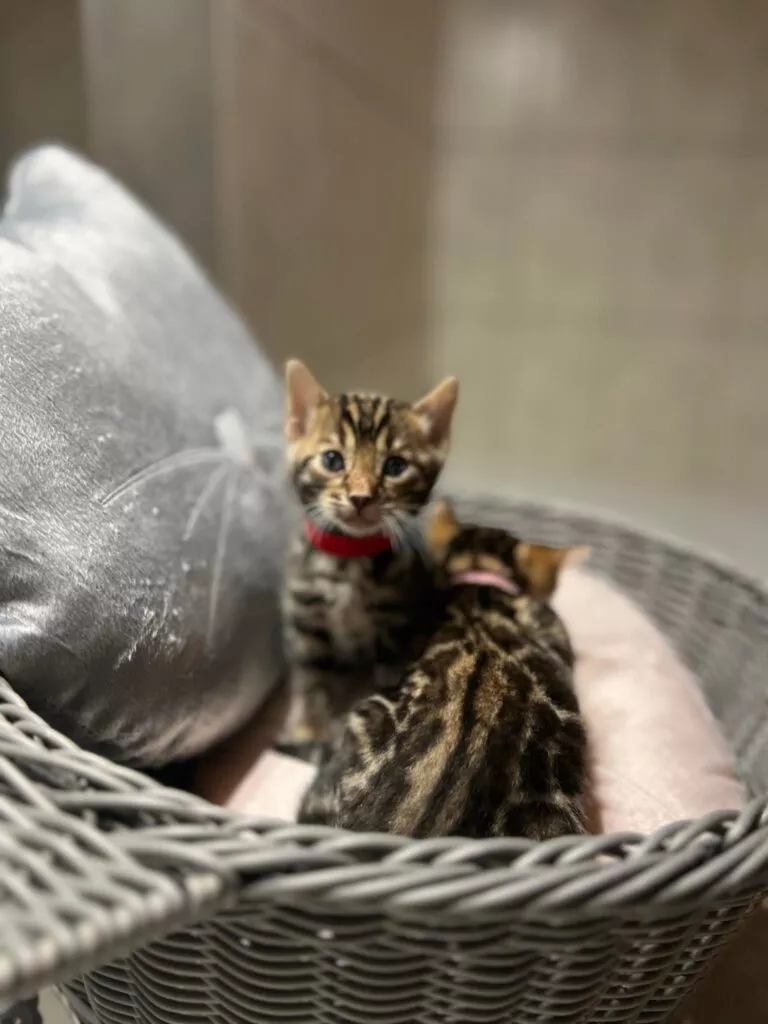 chaton disponible