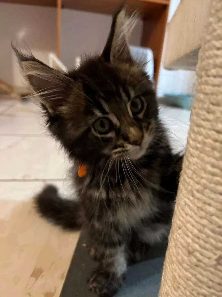 chaton