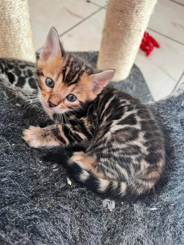 chaton disponible