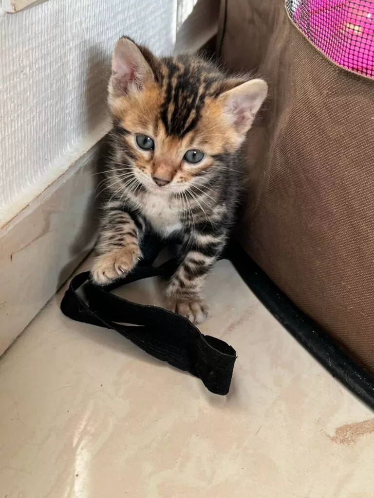 chaton disponible