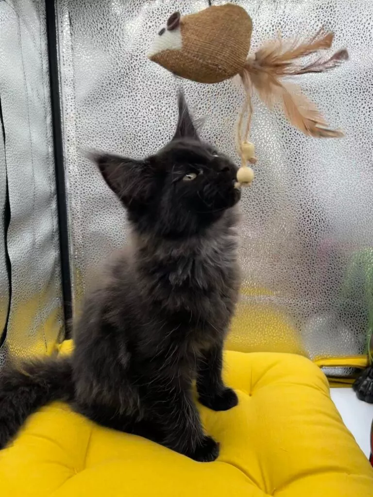 chaton